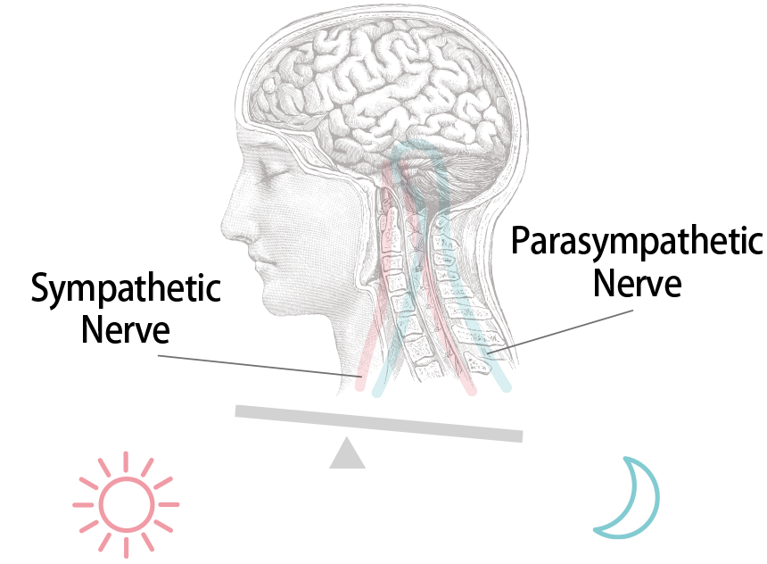 Sympathetic Nerve, Parasympathetic Nerve