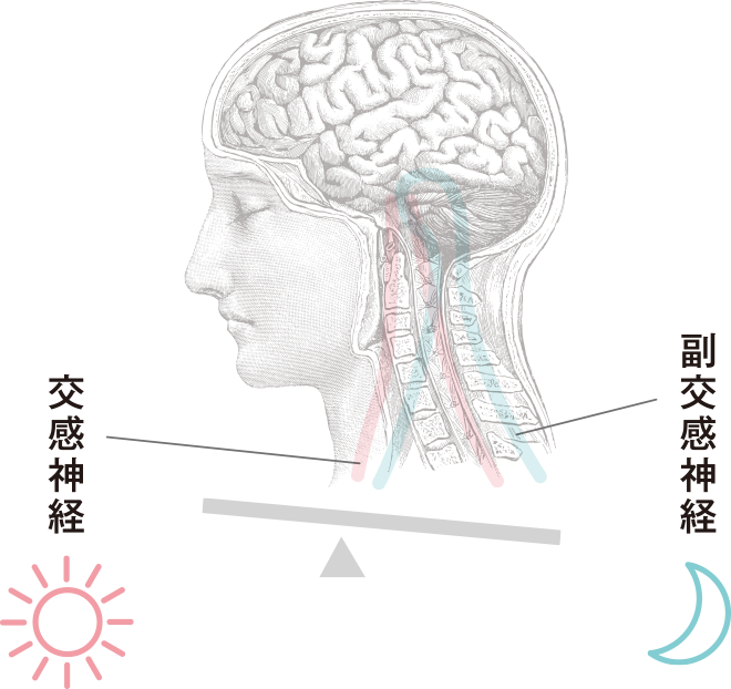 交感神経 副交感神経
