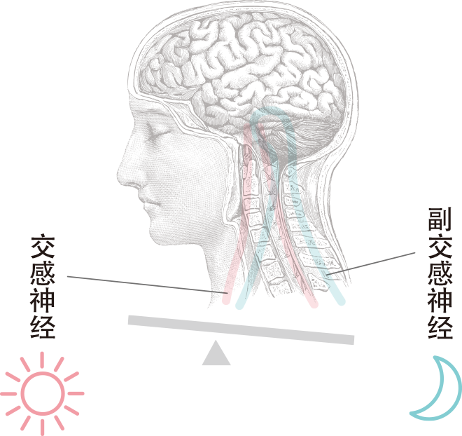 交感神经 副交感神经
