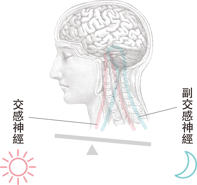 交感神經 副交感神經